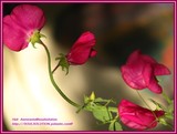 by Heli Aarniranta