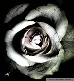 by Stefani Wehner