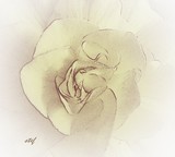by Stefani Wehner