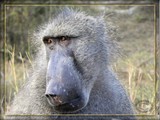 by Wia Cronje