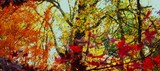 by Laura Grisham
