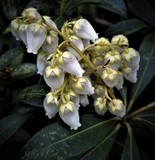 by Marie josé LAURIER