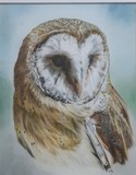 by Debi Ware