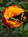 by Mihaela B