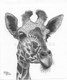 by Kathleen Reeder