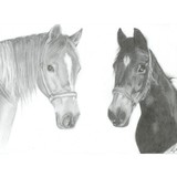 by Nienke van Zutphen