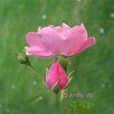 by Anne Vis