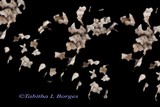 by Tabitha Borges