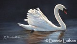 by Bonnie Latham