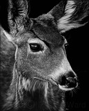 by Heather Ward