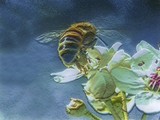 by Brenda Anderson