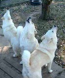 by debra abell