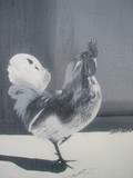 by Barbara Reid