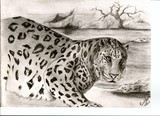 by Kim  Lawrie