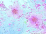by Stefani Wehner