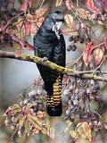 by Heidi Willis