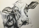 by James Corcoran