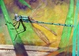 by Alina Contis