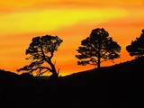 by Laurie Brookes