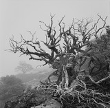 by David Ashcraft
