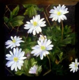 by jennifer blenkinsopp