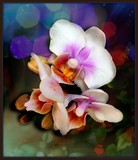 by Ingrid Kolster