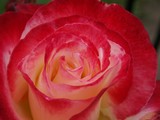 by Laurie Crouse