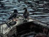 by gianantonio zago marino