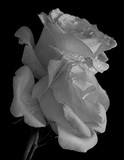 by Greg Summers