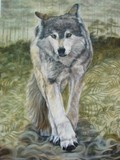 by tracy rice