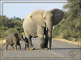 by Wia Cronje