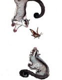 by Nicole Manning