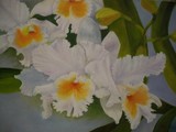 by Nanette Spurway