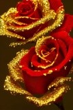 by Mihaela B