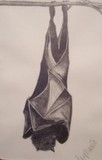 by Stephanie Foshee