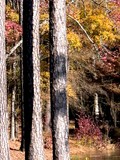 by Terry Bassett