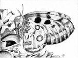 by Marianna Di Santo