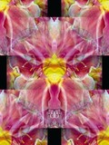 by TOMMY  BEAVER