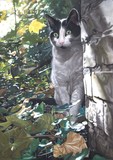 by Karie-Ann Cooper