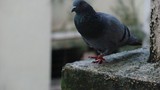 by Adarsh Kumar Pavani