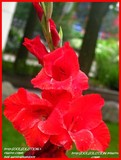 by Heli Aarniranta