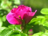 by Heli Aarniranta