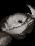 by Arkamitra Roy