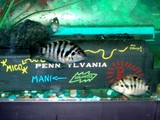 by MICO -as- LATIN PRIDE