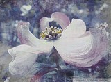 by Stefani Wehner