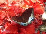 by Nizha Farhan Abdul Rahman