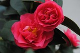 by Debra Kott