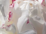 by Veronica Tarrien