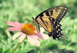 by Marge Loyd
