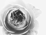 by Jessica Swan